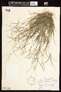 Digitaria ischaemum image