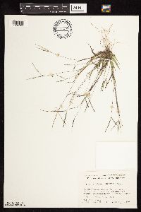 Digitaria ischaemum image