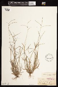Digitaria ischaemum image