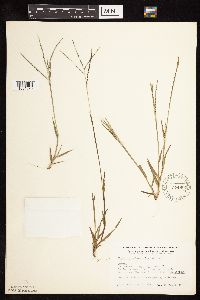Digitaria ischaemum image