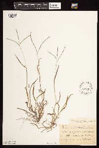 Digitaria ischaemum image