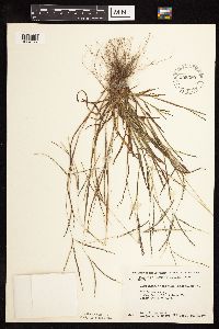 thumbnail image of current specimen