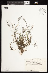 Digitaria ischaemum image