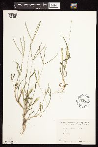 Digitaria ischaemum image