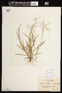 thumbnail image of current specimen