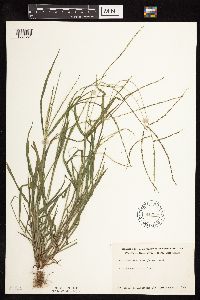 Digitaria ischaemum image
