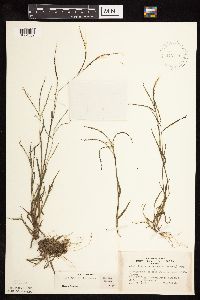 Digitaria ischaemum image