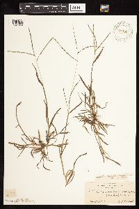 Digitaria ischaemum image