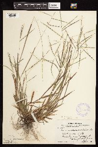 Digitaria ischaemum image