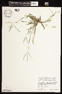 Digitaria ischaemum image