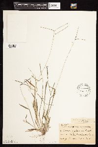Digitaria ischaemum image