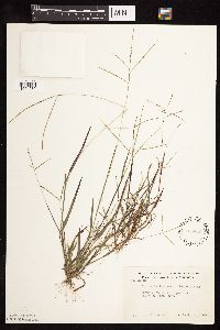 thumbnail image of current specimen