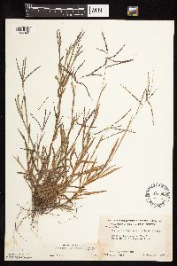 Digitaria ischaemum image