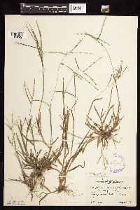 thumbnail image of current specimen