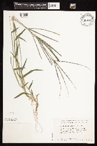 Digitaria sanguinalis image