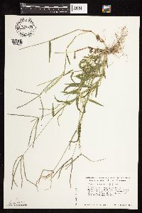 Digitaria sanguinalis image