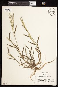 Digitaria sanguinalis image