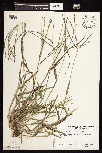 Digitaria sanguinalis image