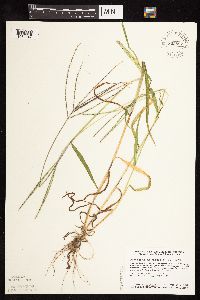 Digitaria sanguinalis image
