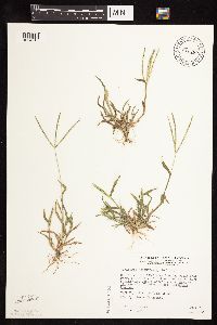 Digitaria sanguinalis image