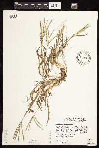 Digitaria sanguinalis image