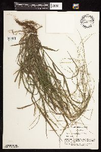 Digitaria sanguinalis image