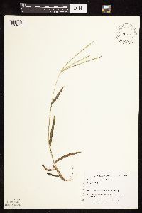 Digitaria sanguinalis image