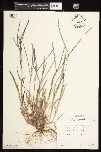 Digitaria sanguinalis image