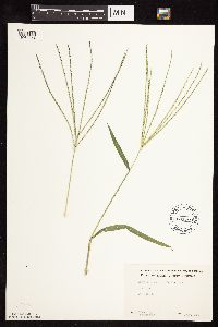 Digitaria sanguinalis image