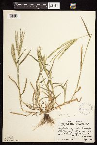 Digitaria sanguinalis image