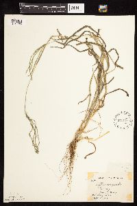 Digitaria sanguinalis image