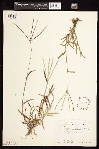 Digitaria sanguinalis image