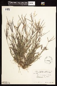 Digitaria sanguinalis image