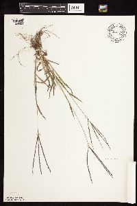 Digitaria sanguinalis image