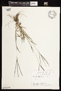 Digitaria sanguinalis image