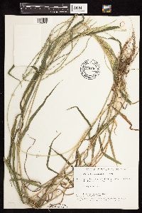 Digitaria sanguinalis image