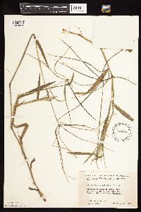 Digitaria sanguinalis image