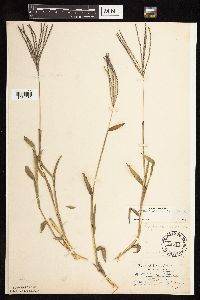 Digitaria sanguinalis image