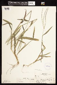 Digitaria sanguinalis image