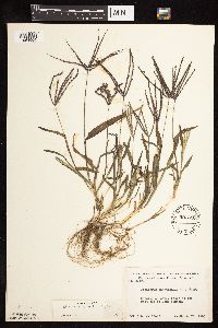 Digitaria sanguinalis image