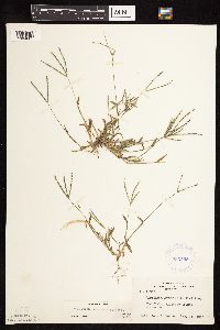 Digitaria sanguinalis image