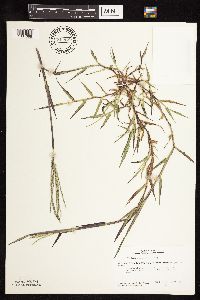 Digitaria sanguinalis image