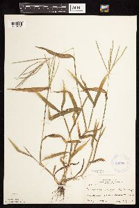 Digitaria sanguinalis image