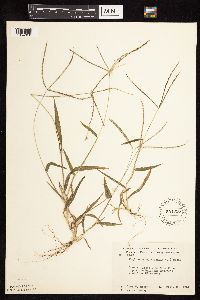 Digitaria sanguinalis image