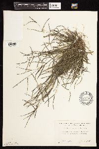 Digitaria sanguinalis image