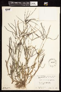 Digitaria sanguinalis image