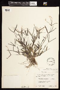 Digitaria sanguinalis image