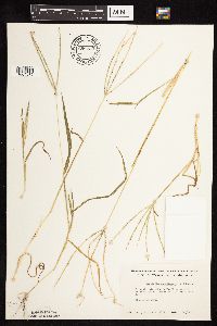 Digitaria sanguinalis image