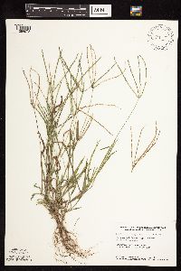Digitaria sanguinalis image