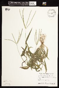 Digitaria sanguinalis image